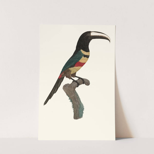 L'Aracari, à double ceinture. by Jacques Barraband