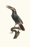 L’Aracari Koulik mâle de la Guyane.