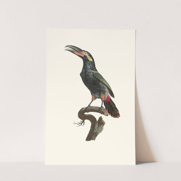 L'Aracari Koulik mâle de la Guyane. by Jacques Barraband
