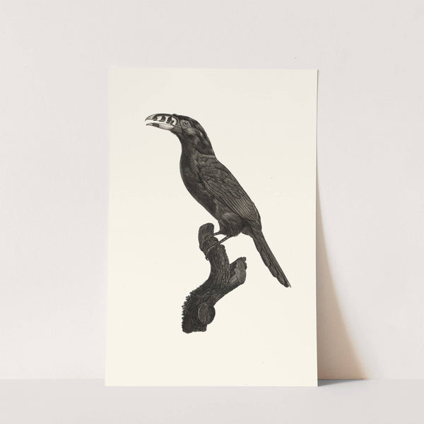 L'Aracari Koulik mâle du Brésil. by Jacques Barraband