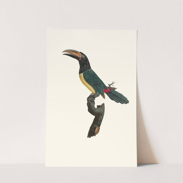 L'Aracari verd mâle. by Jacques Barraband