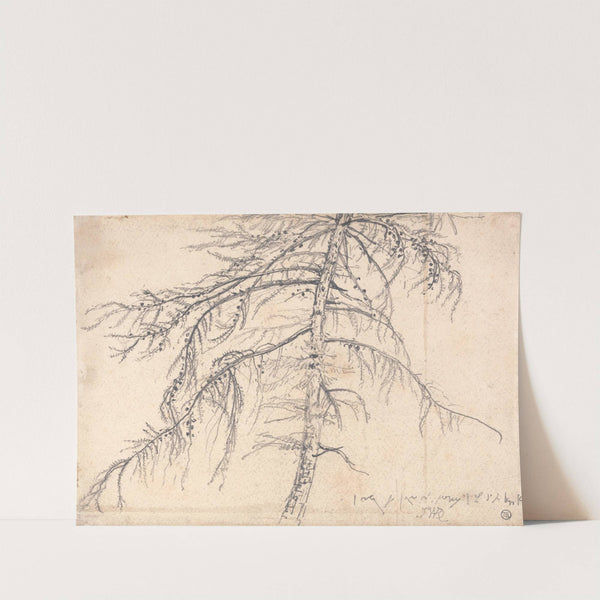 Larch Tree by James Ward