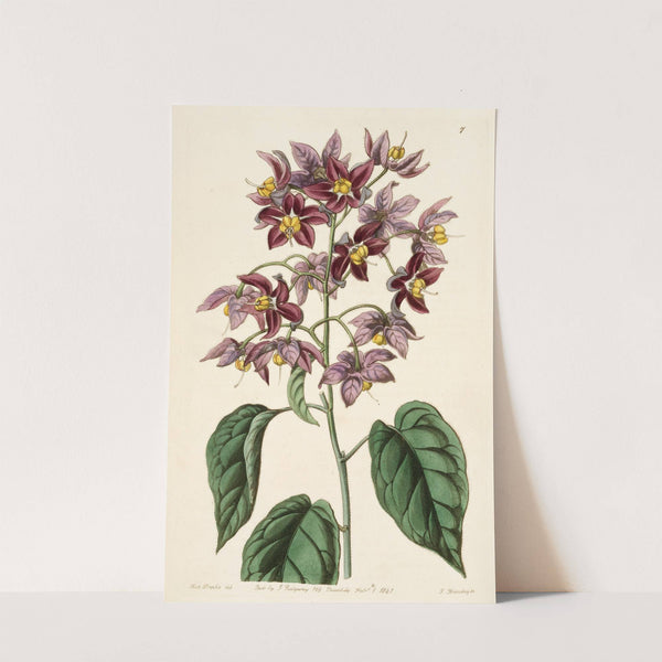 Large-anthered Bitter-sweet by Sydenham Edwards