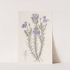 Large Blue Leschenaultia by Sydenham Edwards