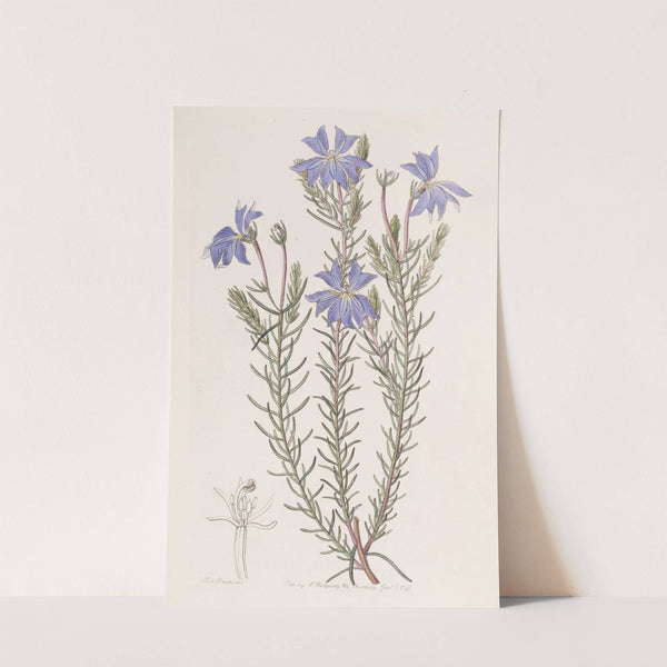 Large Blue Leschenaultia by Sydenham Edwards