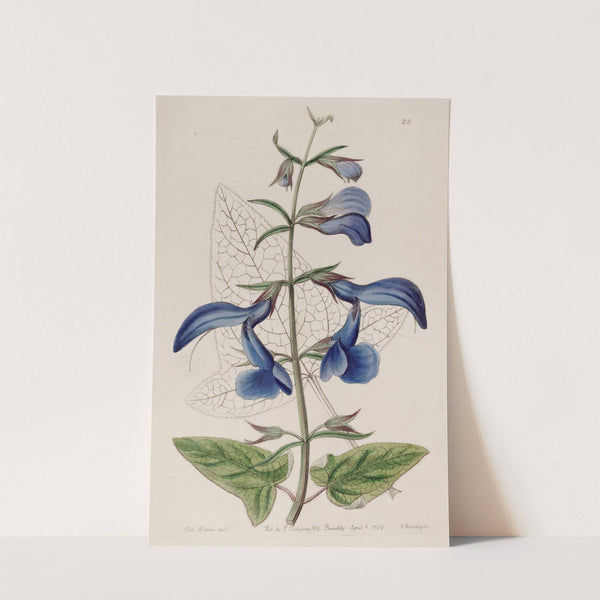 Large Blue Mexican Sage by Sydenham Edwards