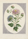 Large Double China Aster (1798)