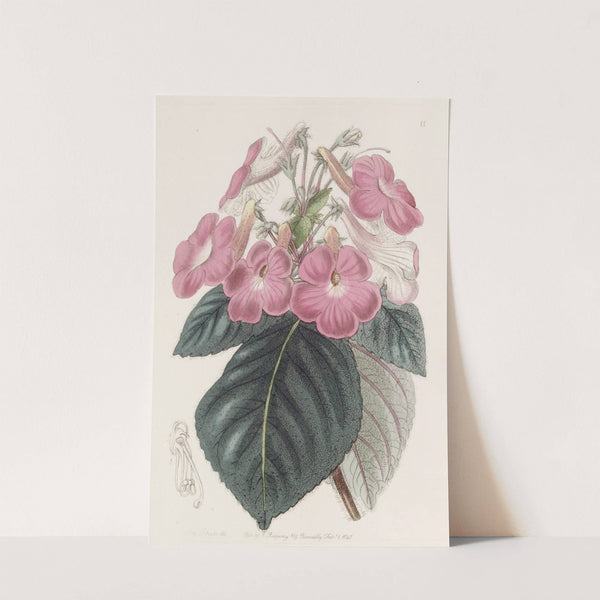 Large-flowered Achimenes by Sydenham Edwards