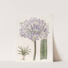 Large-flowered African Blue-Lily by Sydenham Edwards