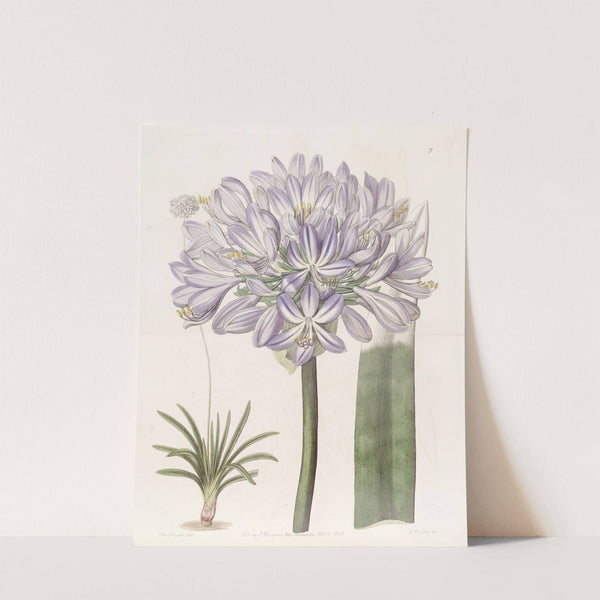 Large-flowered African Blue-Lily by Sydenham Edwards