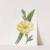 Large-flowered biennial Evening Primrose by Sydenham Edwards