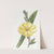 Large-flowered biennial Evening Primrose by Sydenham Edwards