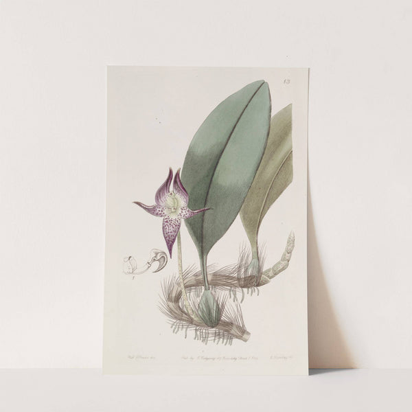 Large-flowered Bolbophyllum by Sydenham Edwards