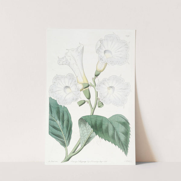 Large-flowered Cordia by Sydenham Edwards