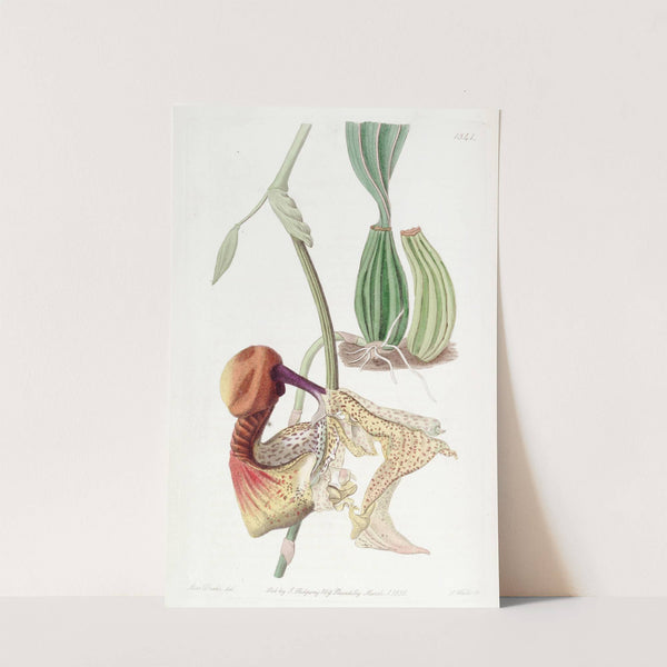 Large-flowered Coryanthes by Sydenham Edwards