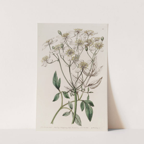 Large-flowered erect Clematis by Sydenham Edwards