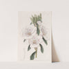 Large-flowered Godetia (1815-1819) by Sydenham Edwards