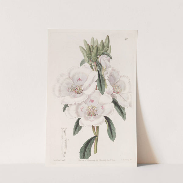 Large-flowered Godetia (1815-1819) by Sydenham Edwards