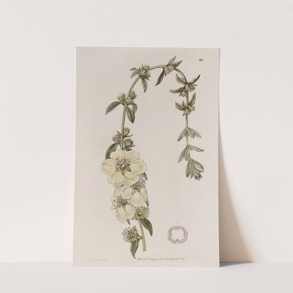 Large-flowered Heimia by Sydenham Edwards