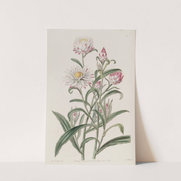 Large-flowered Helichrysum by Sydenham Edwards