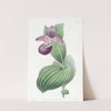 Large-flowered Lady's Slipper by Sydenham Edwards