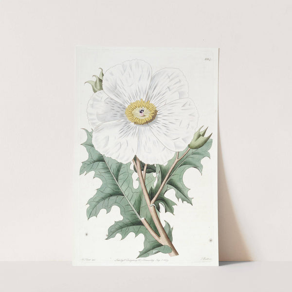 Large-flowered Mexican Poppy by Sydenham Edwards