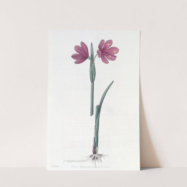 Large-flowered Sisyrinchium by Sydenham Edwards