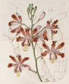 Large-flowered variety of the Trumpet Schomburgkia