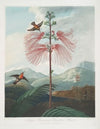Large Flowering Sensitive Plant.