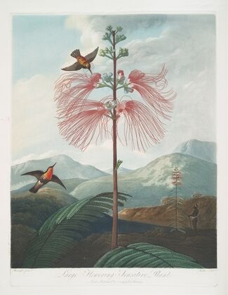 Large Flowering Sensitive Plant.