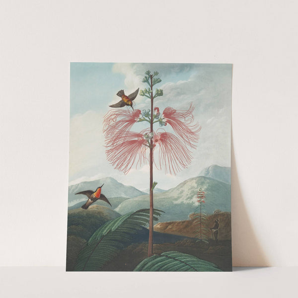 Large flowering sensitive plant by Robert John Thornton