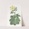 Large-leaved Candian Crowfoot by Sydenham Edwards