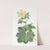 Large-leaved Candian Crowfoot by Sydenham Edwards