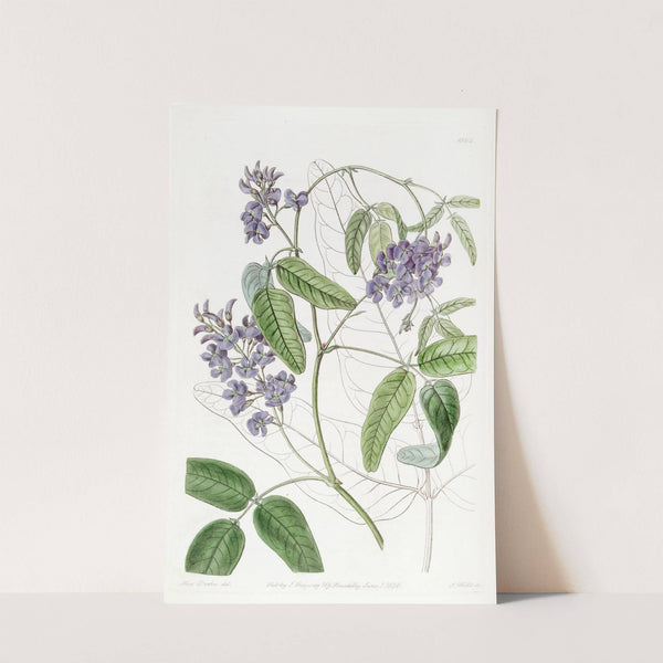 Large-leaved Kennedya by Sydenham Edwards