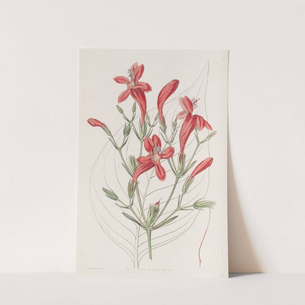 Large-leaved Ruellia by Sydenham Edwards