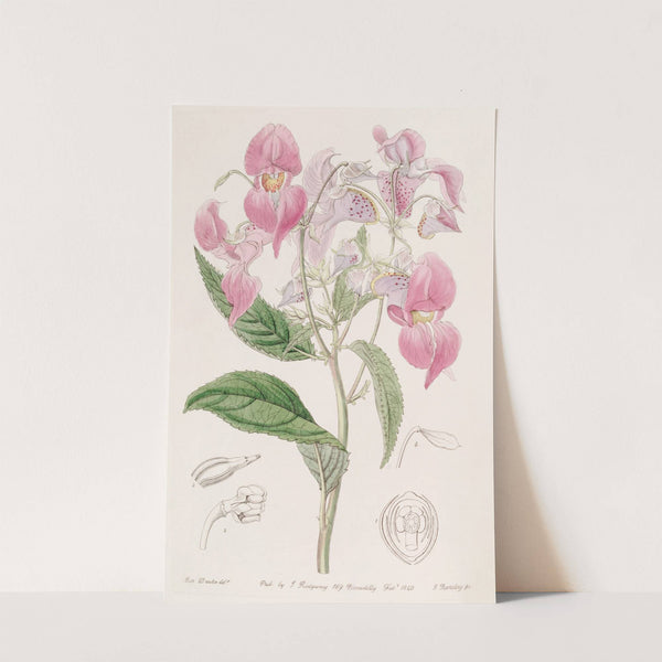 Large-lipped Balsam by Sydenham Edwards