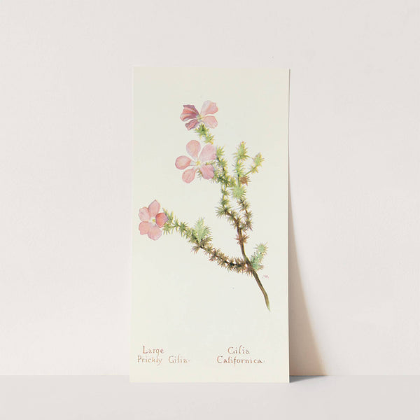 Large Prickly Gilia by Margaret Armstrong