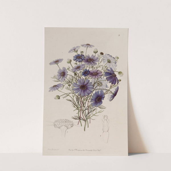 Large Swan Daisy by Sydenham Edwards