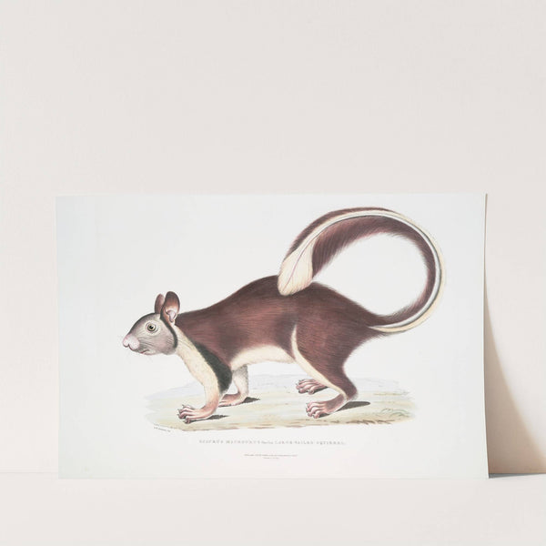 Large tailed Squirrel, Sciurus macrourus. by John Edward Gray