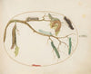 Large White and Small White Butterfly Caterpillars, Hornworm Caterpillar, Broom Moth Caterpillar, and Others (1575-1590)