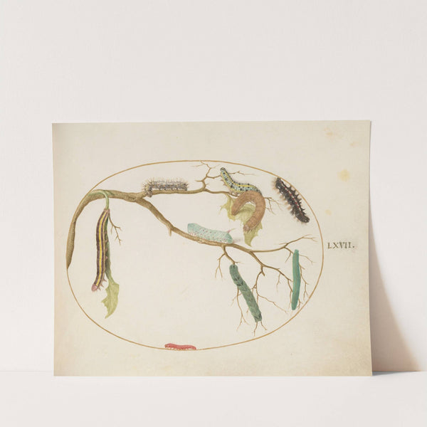 Large White and Small White Butterfly Caterpillars, Hornworm Caterpillar, Broom Moth Caterpillar, and Others (1575-1590) by Joris Hoefnagel