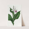 Large white Lady's Slipper by Sydenham Edwards