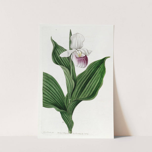 Large white Lady's Slipper by Sydenham Edwards