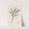 Larger Peach Myrtle by Sydenham Edwards