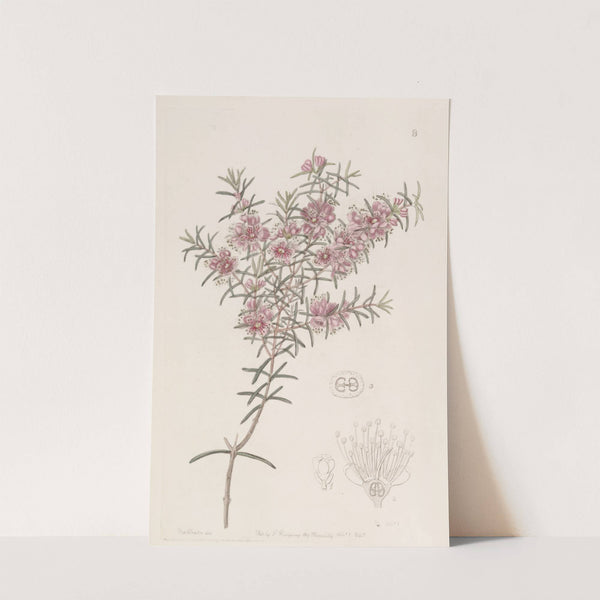 Larger Peach Myrtle by Sydenham Edwards