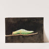 Larger Spotted Beach Leaf Edge Caterpillar, study for book Concealing Coloration in the Animal Kingdom by Emma Beach Thayer