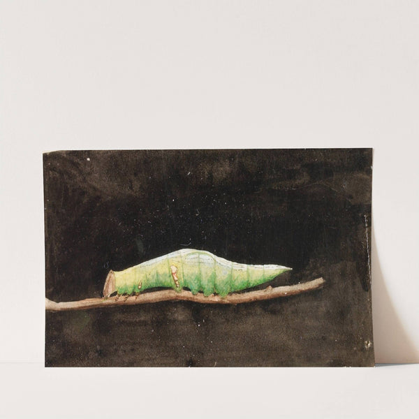 Larger Spotted Beach Leaf Edge Caterpillar, study for book Concealing Coloration in the Animal Kingdom by Emma Beach Thayer