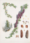 Larix Griffithii, H.f. & T. (1855)