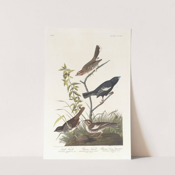 Lark finch. Prairie finch. Brown song sparrow by John James Audubon