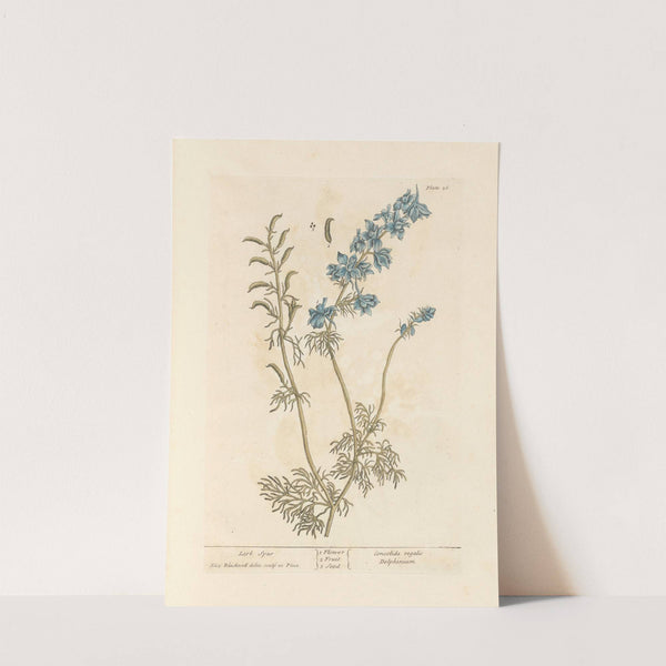 Lark spur by Elizabeth Blackwell